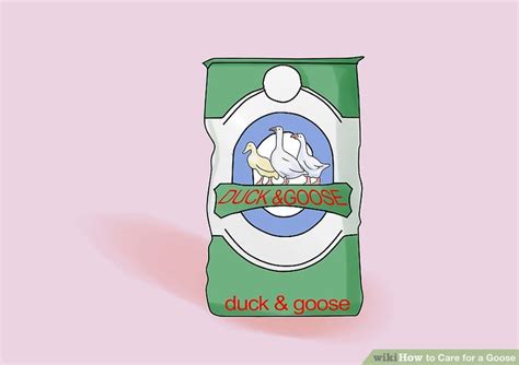 How to Care for a Goose: 12 Steps (with Pictures) - wikiHow