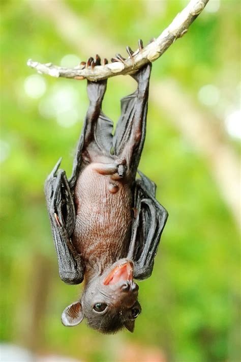 Pin by Berta Salazar-Hagerty on animals wildlife | Bat species, Bat, Cute bat