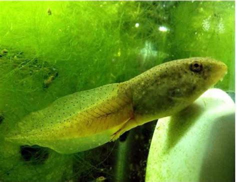 American Bullfrog Tadpoles for Sale | Arizona Aquatic Gardens