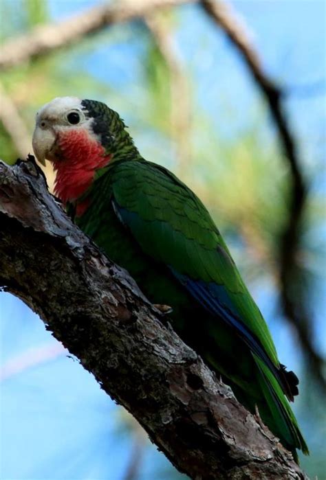 Discovering Abaco Parrots In The Bahamas