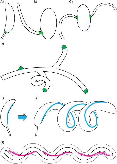 Different mechanisms underlie the evolution of morphogenesis. (A–C) In... | Download Scientific ...