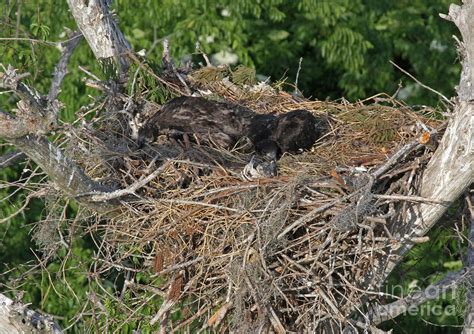 Bald Eagle chicks in nest Photograph by Chuck Hanlon - Fine Art America