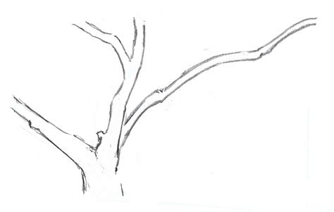 Tree Branch Drawing at PaintingValley.com | Explore collection of Tree ...