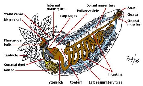 Sea Cucumber Evisceration! Defense! Regeneration! Why? GROSS! | Concombre de mer, Concombre ...