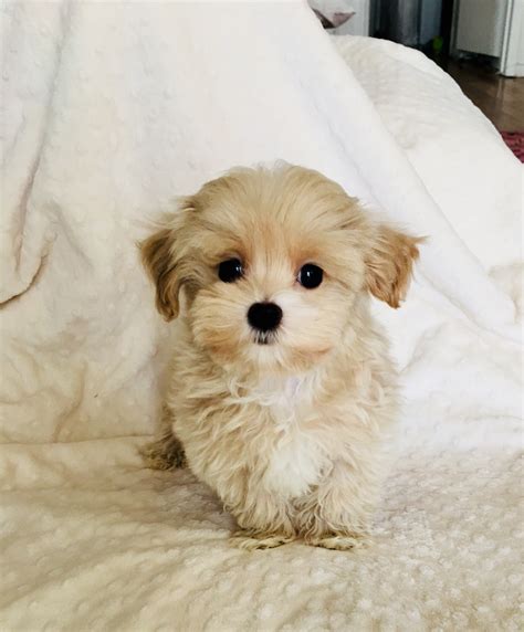 Teacup Teddy bear Maltipoo puppy! - iHeartTeacups