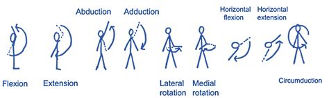 Level 3 (70) Exercise and Fitness Knowledge: The shoulder joint - Amac Training