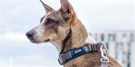 DOG Copenhagen - stylish, comfortable and durable DOG gear from young ...