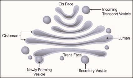 Diagram Golgi Apparatus - CBSE Class Notes Online - Classnotes123