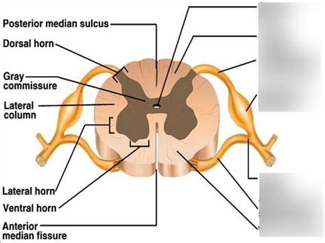 Spinal Cord Labeling Part 2 Diagram | Quizlet