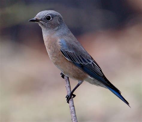 Western Bluebird | San Diego Bird Spot