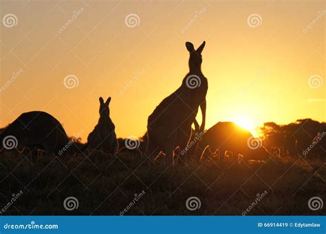 Kangaroo Silhouettes at Sunset Stock Image - Image of field, australia: 66914419