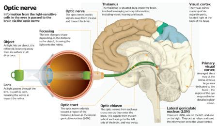 Science of vision: How do our eyes enable us to see? – How It Works