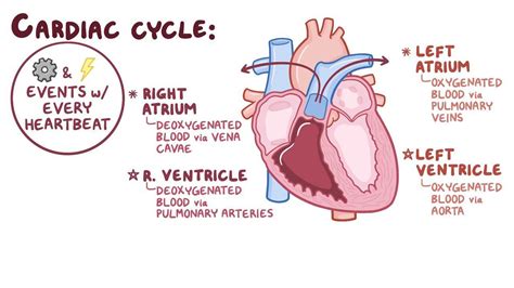 In The Cardiac Cycle Diastole Is : Know Ur Heart Cardiac Cycle : This ...