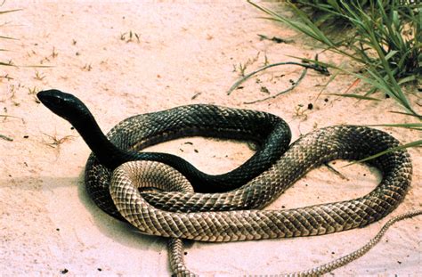 Coachwhip Snake Facts and Pictures