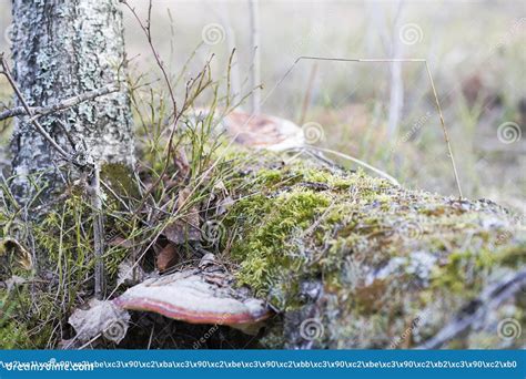 Fungus is a Parasite on the Tree Stock Photo - Image of closeup, biology: 90493222