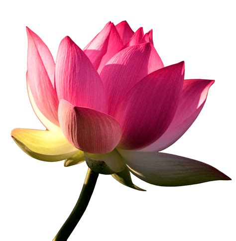 Lotus Flower Png Image