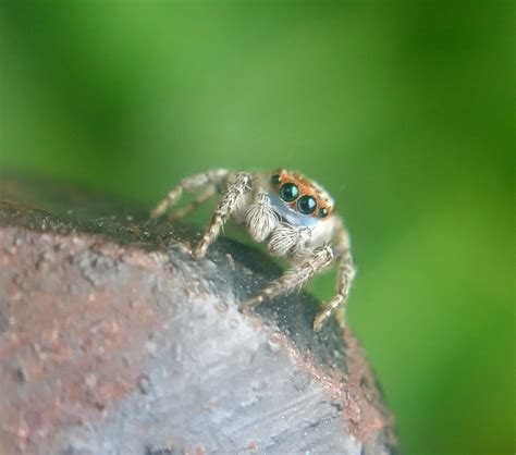 entomology - Identification of Jumping Spider Species - Biology Stack Exchange