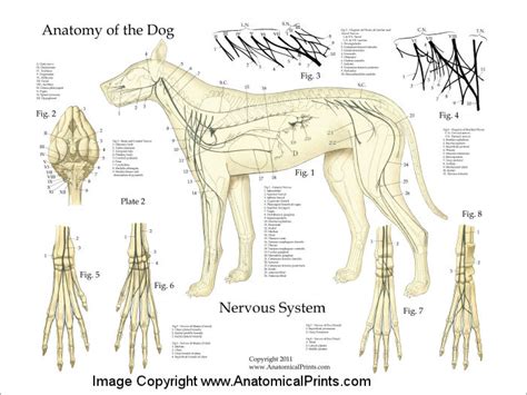 Dog Nervous System Anatomy Poster