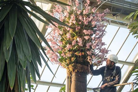 Orchids at Kew Gardens review – celebrating the colour of Colombia ...