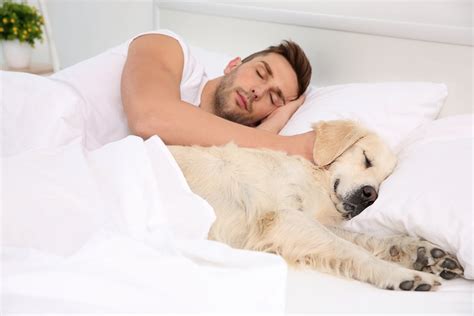 Why Do Dogs Sleep Under The Covers? It May Surprise You | PawTracks