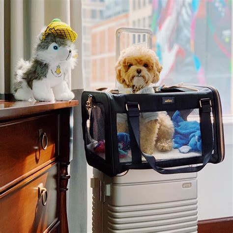 Our Guide to the Best Pet-Friendly Hotels