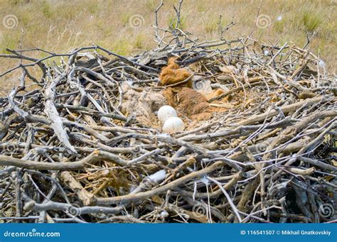 Eggs of Steppe Eagle or Aquila Nipalensis Stock Image - Image of close ...