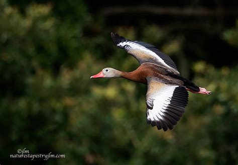 Flight Of The Whistling Duck !!!!!!! | This beautiful specie… | Flickr