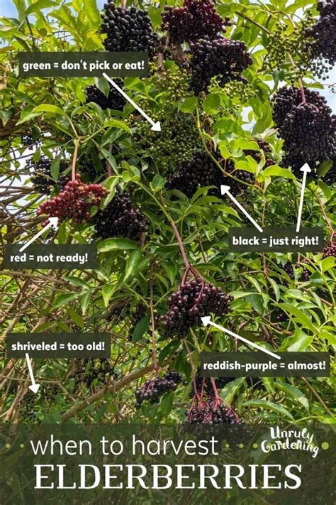 an image of elderberries growing on the tree with labels labeled in english and spanish