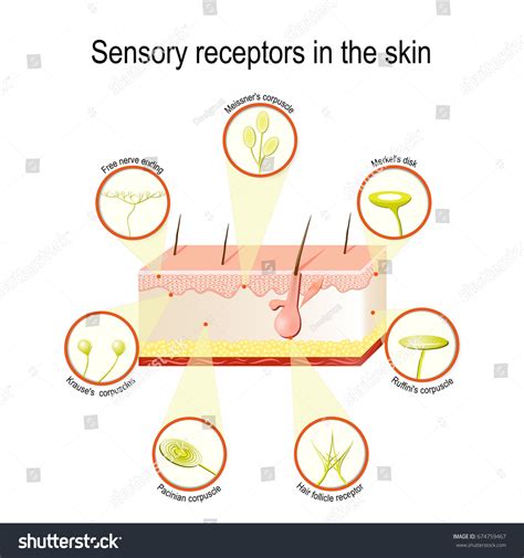 Sensory Receptors Skin Pressure Vibration Temperature Stock Vector (Royalty Free) 674759467