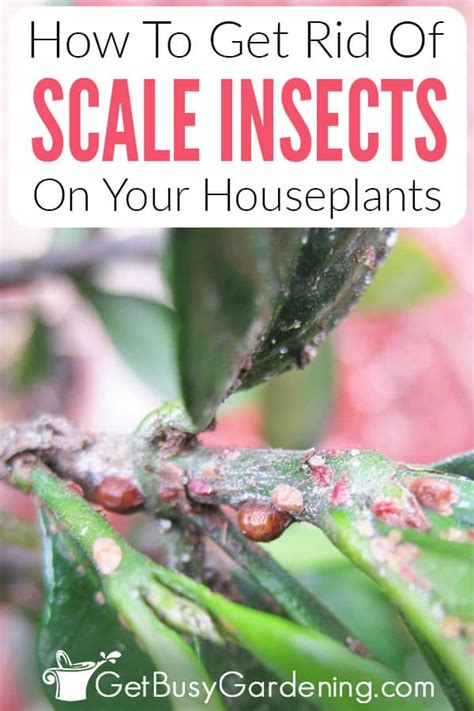 How To Get Rid Of Scale Insects On Houseplants, For Good!