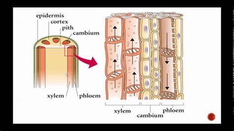 Describe The Structures And Functions Of Xylem Tissue Qs