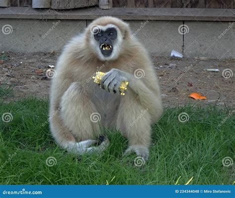 Portrait of a Feeding Monkey Stock Photo - Image of bridge, decoration ...