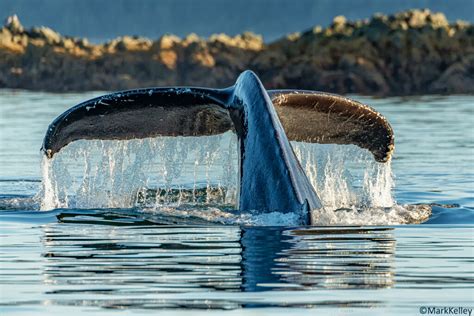 Humpback Whale Tail, Inside Passage, Alaska | Mark Kelley