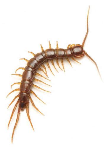 Centipede Venom: A Medicinal Resource | Lab Manager