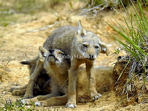 "Coyote pups" by Mundy Hackett | Redbubble