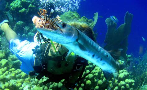 Just got back from diving in Belize...it was absolutely gorgeous! : r/scuba