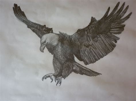 Drawing Of A Flying Eagle