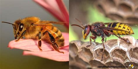 Honey Bee Vs Yellow Jacket Wasp