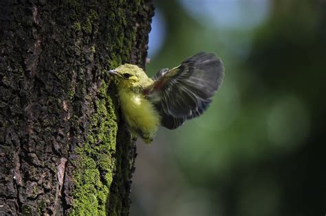 Fledgling Bird Young Animal - Free photo on Pixabay - Pixabay