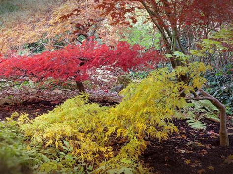 Adding Elegance to Your Garden: A Guide to Growing Laceleaf Japanese ...