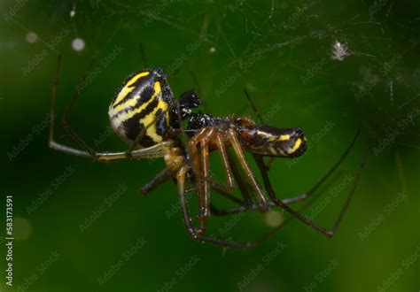 Male and female filmy dome spiders, Neriene radiata, mating on a web ...