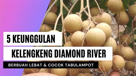 5 KEUNGGULAN KELENGKENG DIAMOND RIVER !!! CEPAT BERBUAH DAN COCOK TABULAMPOT I RAWA TANI - YouTube