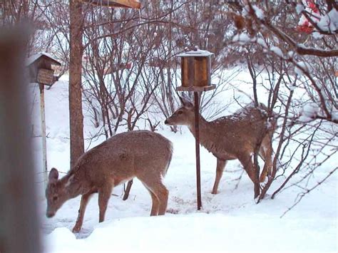 The Chronicles of Cardigan: Can deer poop be harmful to deer?