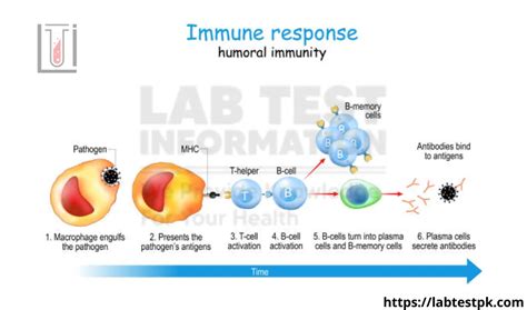 Lymphocytes Role