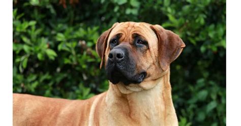 A Comprehensive Guide to the German Shepherd Mastiff Mix