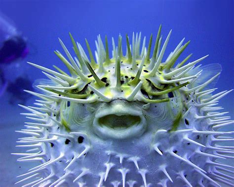 Great Wallpaper Everyday: Puffer Fish Close Up Spikes Wallpaper 1280× ...