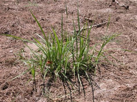 Yellow nutsedge | Integrated Crop Management