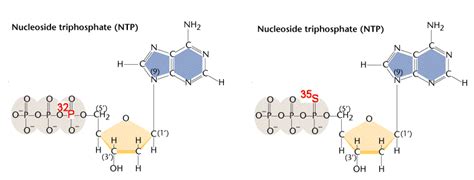 Nucleoside triphosphate