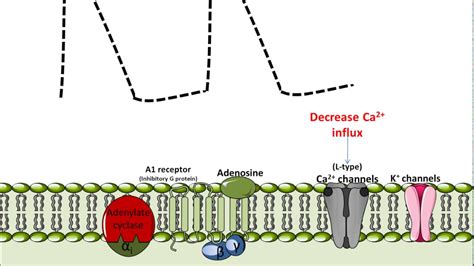 Mechanism of Action for Adenosine - YouTube