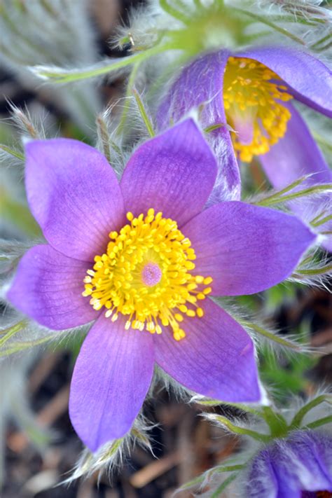 _CabinGirl: Pasqueflower